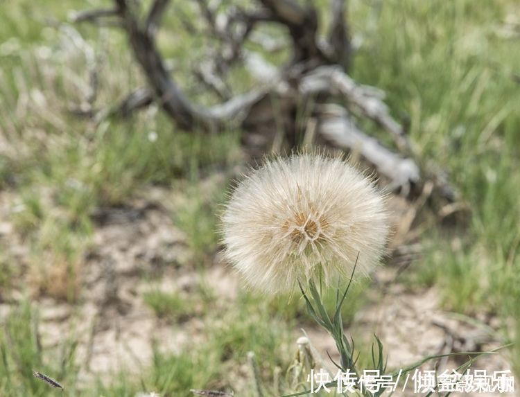 旺夫|女人属什么生肖最好命这3位属相女人既好命又旺夫