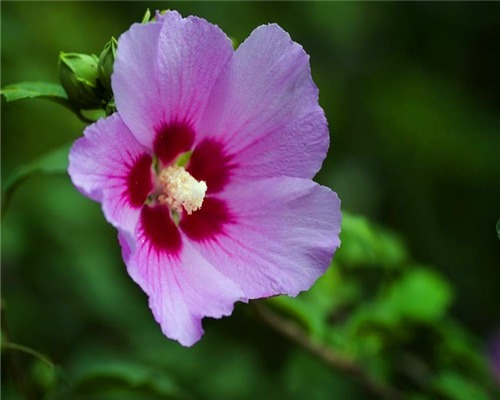 小木槿长期不开花教你3个养护小木槿的小妙招,阳台轻松变花海