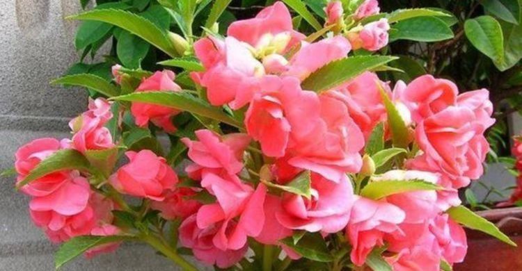 4种花好养易活,旺财又养人,看了就让人沉醉,年年开花不断,美