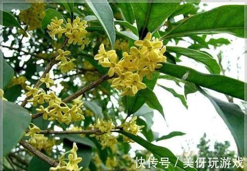 花不香没有灵魂,盘点芬芳的几种花,你种过吗