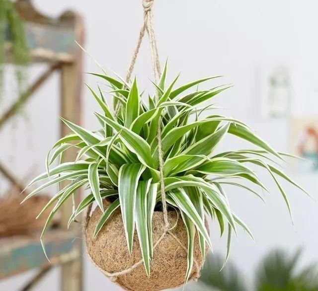 养花离不开花盆，家里有这几种花就用小盆养，根系壮呼呼爆盆