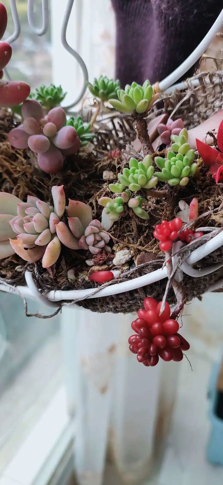 爱自己、爱家人、爱生活、爱多肉,因为有爱我便无惧风浪!