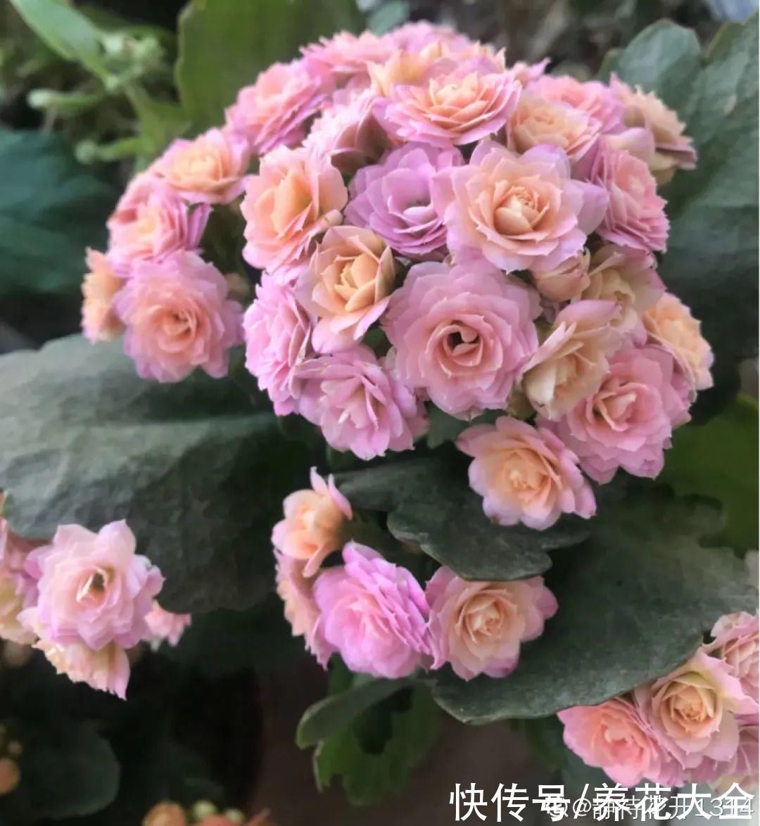 上万块的蟹爪兰，开花像烟花，养过的人不多