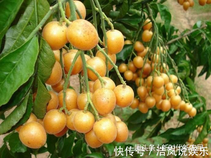 女人|夏天吃这果子,美容养颜、预防中暑,女人一定要多吃