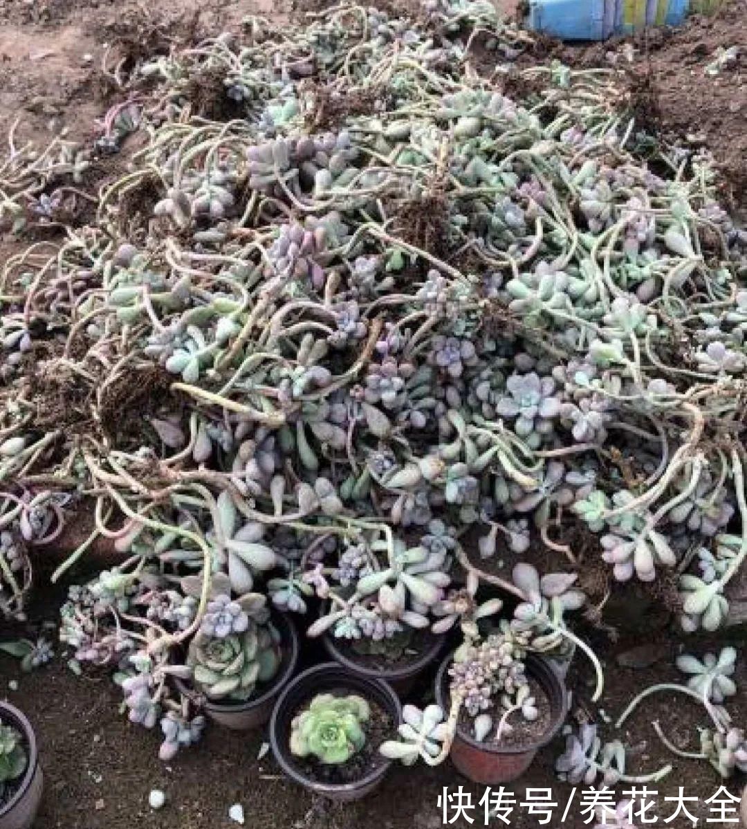 过完年，垃圾桶周围多了不少花，又要开始捡破烂儿了