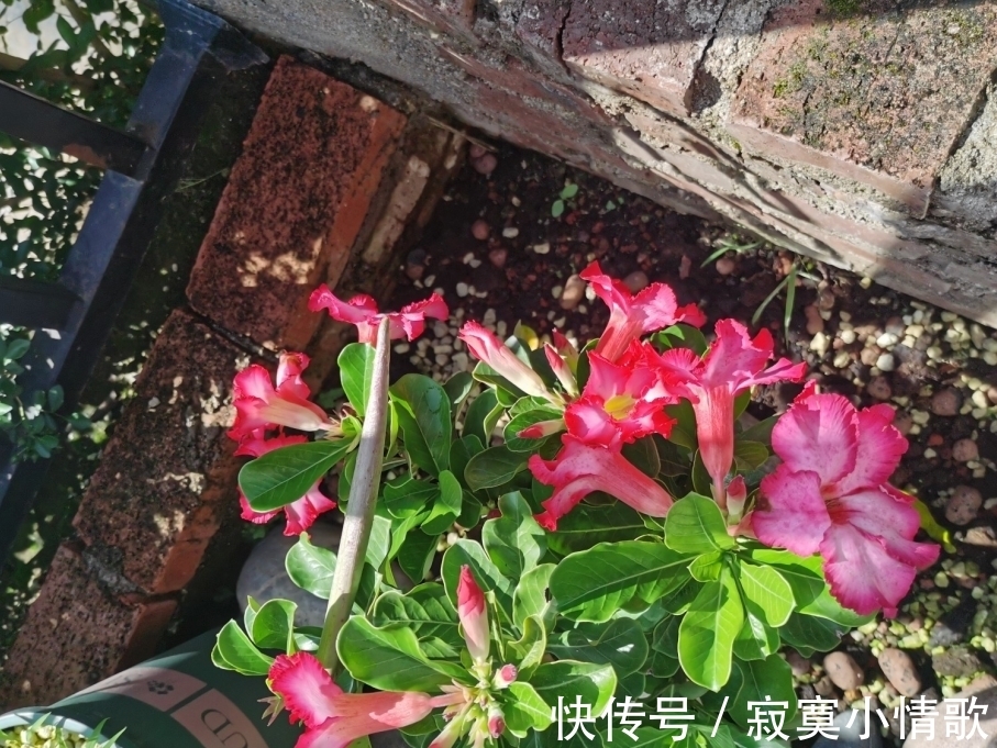 花芽|带大肚子的沙漠玫瑰,养护多注意这5点,霸气镇宅,开花比月季美