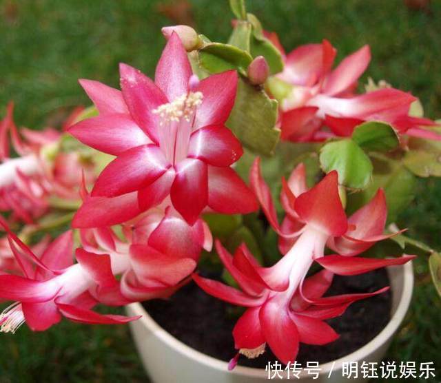 爆盆|公公将蟹爪兰关进小黑屋,花开不断还爆盆,邻居见了都要搬回家!