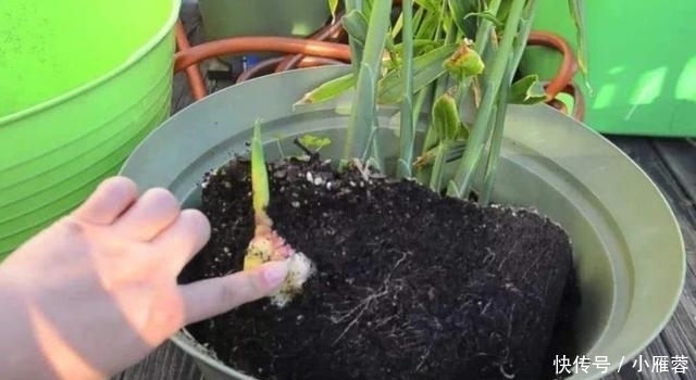 盆里种“生姜”,比君子兰好看,2个月“摘1次”,能吃6个月