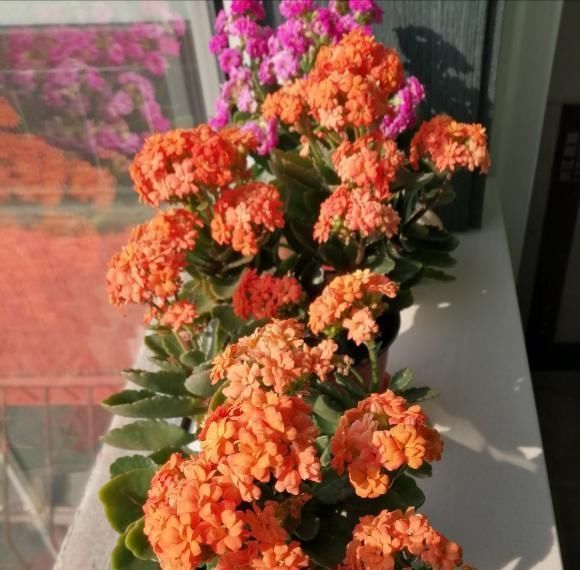 开花|送长寿花给长辈意味着“长寿”,养育简单,开花时间长