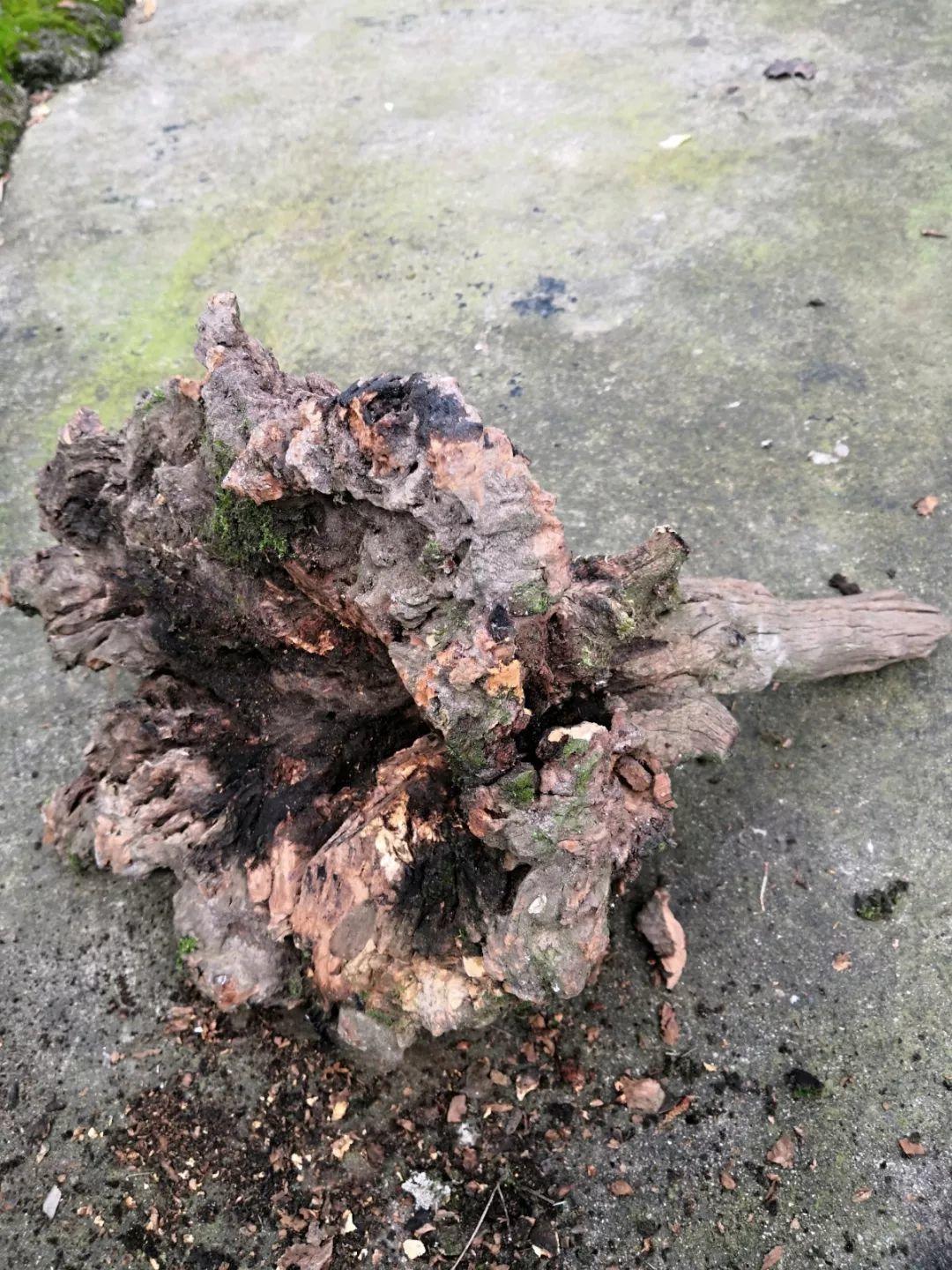 山上捡个大树桩,火烤一遍种多肉,3天服盆1年变老桩!