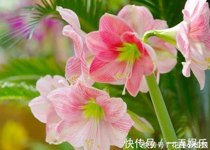 初夏养朱顶红,“6细节、2注意”学到手,开出大花朵