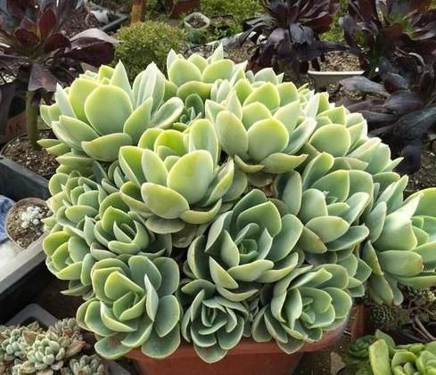 到了冬天,就对多肉不管不问?处理好3点,嗖嗖往外冒侧芽