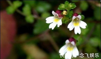用人工|喜欢养花，不如养盆名流千秋，花朵硕大，颜色娇艳