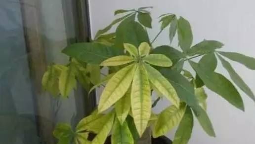 复合肥|绿萝发财树叶子又黄了赶紧浇点这种水，立马变得绿油油