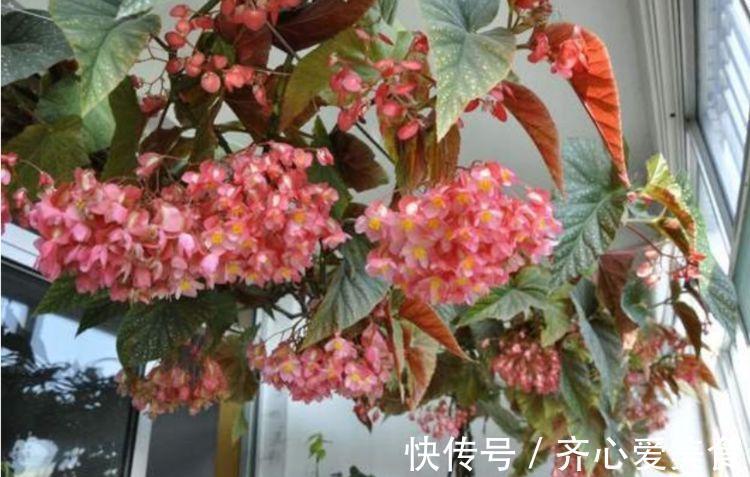 粉血色|4种花很漂亮，好养易活能爆盆，连年开花，能养一辈子