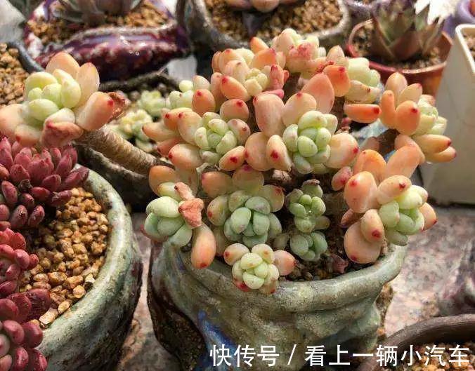 多肉不缓苗就白买了,活不过2周就死了,教你正确缓苗方法