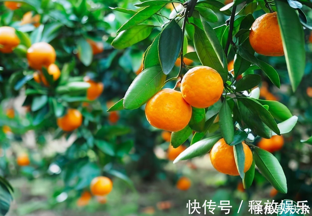 橙橘#苏轼很豁达的一首诗,短短28字,温暖了人心近千年