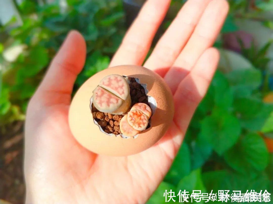 el多肉的花样养法,7种花盆全是自己造的,省钱又好用!