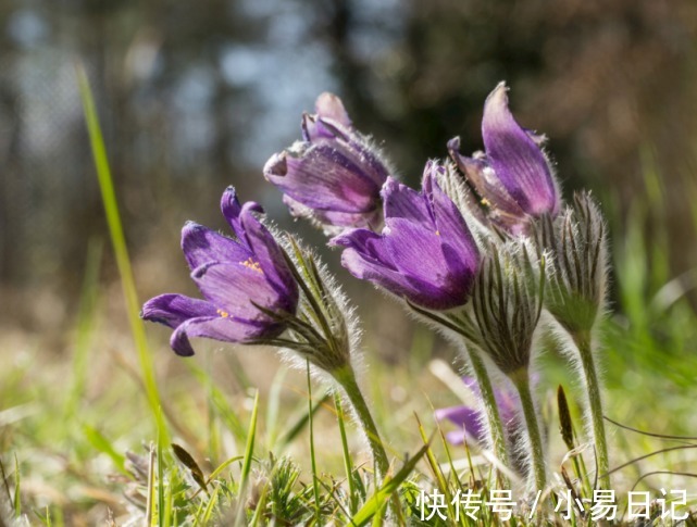 生肖|2022年霉运一扫而光，如鱼得水，发财成双，开启新征程的生肖