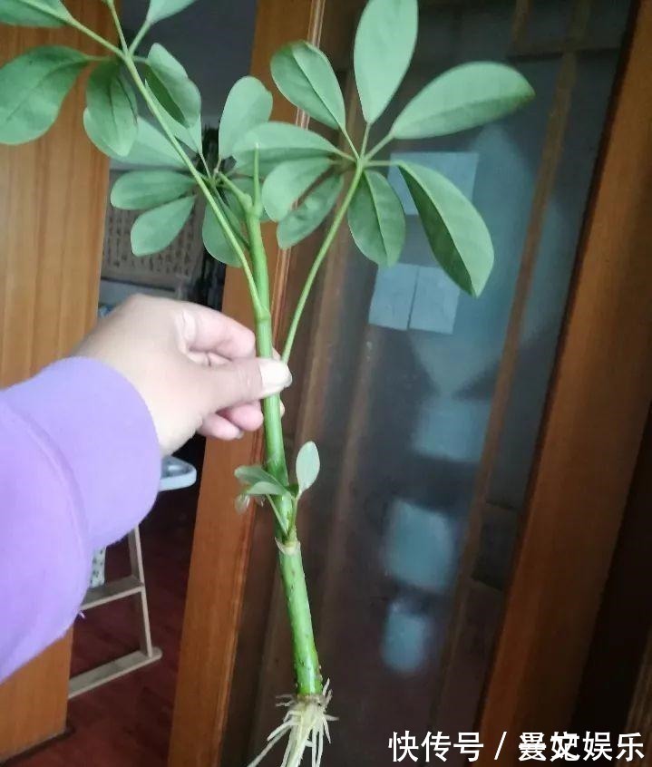 3种招财树,想养别花钱,掐个枝就生根,能得一大盆!