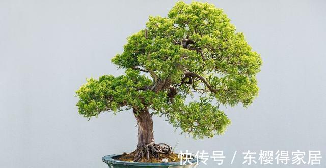 火山岩|养殖盆景花卉时,需要用到的介质,火山岩还不能取代河沙的作用