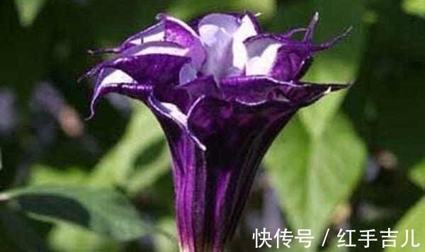 这花盛开时太妖娆，样子太美了，但毒性大离远点错不了