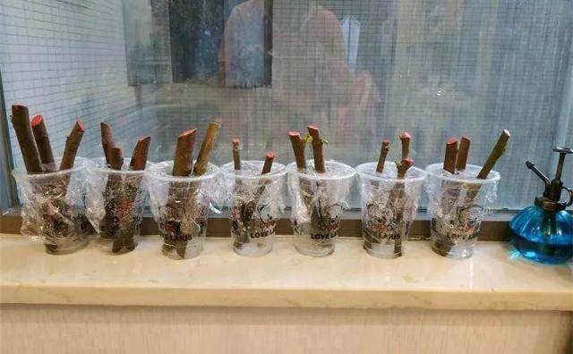 教你“扦插”无花果,只用1个“塑料杯”,年底种下,来年开花!