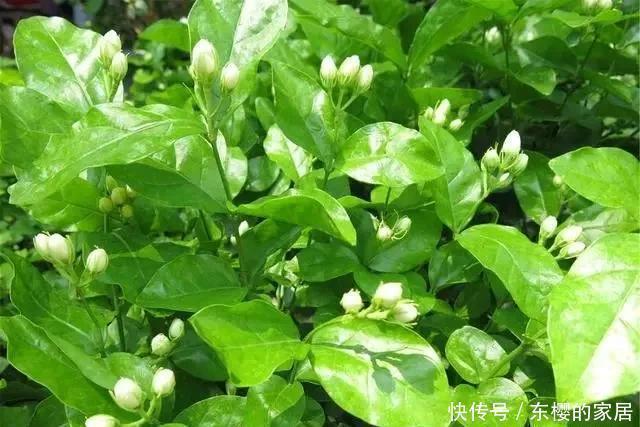 茉莉花夏天有“3怕”,想让开花多,香气浓,要注意避免