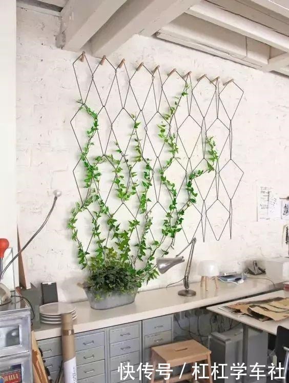 养绿萝“拉一拉”,长得满屋都是,4个方法一学就会!