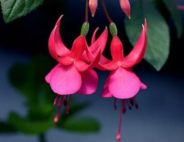 最美的花，花形像绣球，花色绚丽，一年多次开花，值得拥有