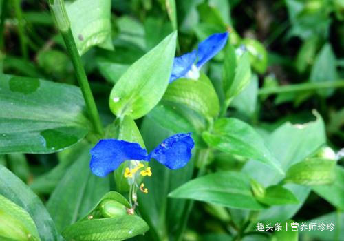 竹叶草|叶似竹叶，花似蝴蝶，曾拿来喂猪，既是野菜，也是药，你可见过