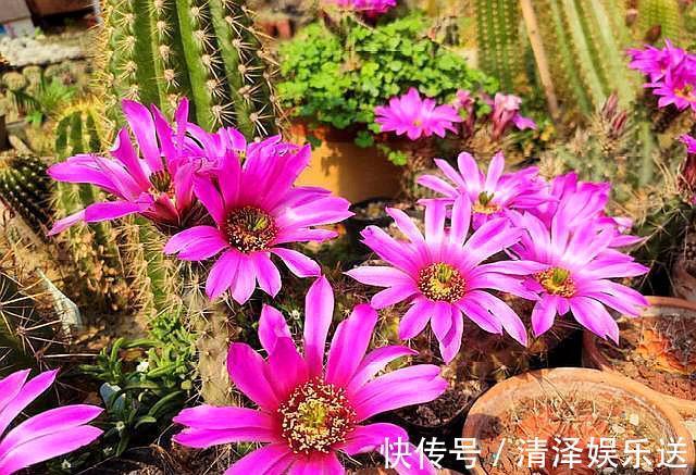 小齐|此花最适合“懒人”,花色品种多,开花特漂亮,只要避开“它”