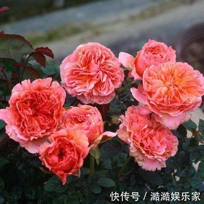丑女人|比“摇钱树”还值钱的4大生肖女,越老越“旺夫”,一缺钱就有钱