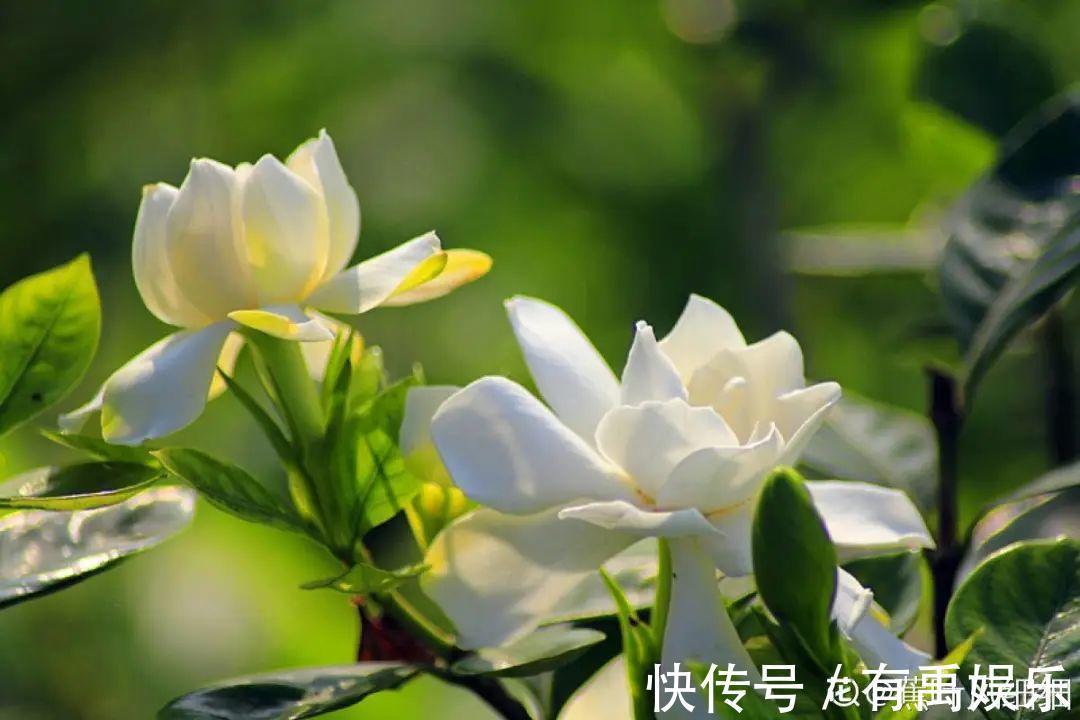 公认难养的20种花,养一盆死一盆,下次还敢买