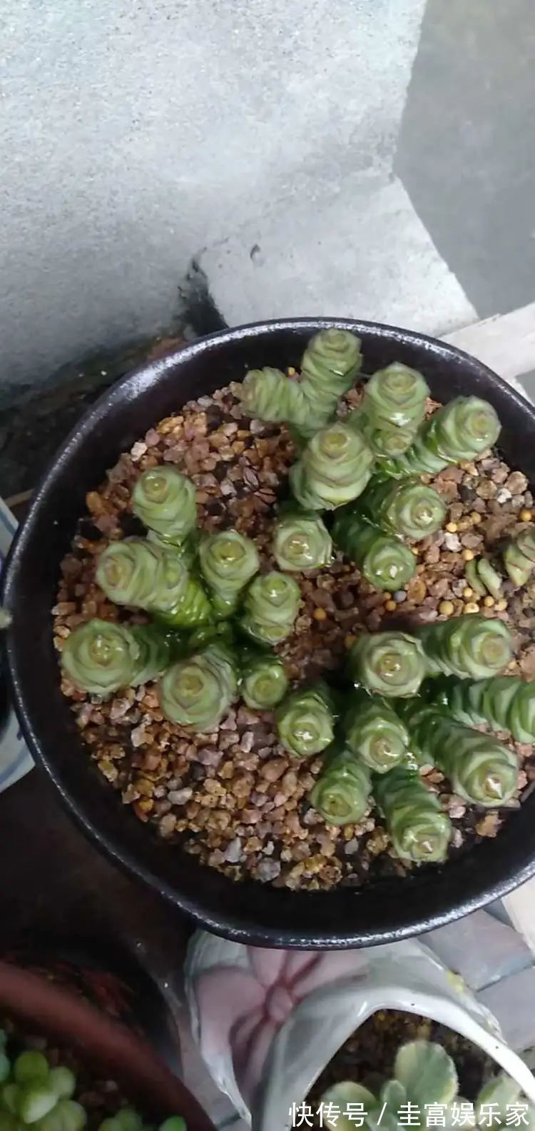 一直都养不活花,直到遇见了多肉!只要用心,就能变美!