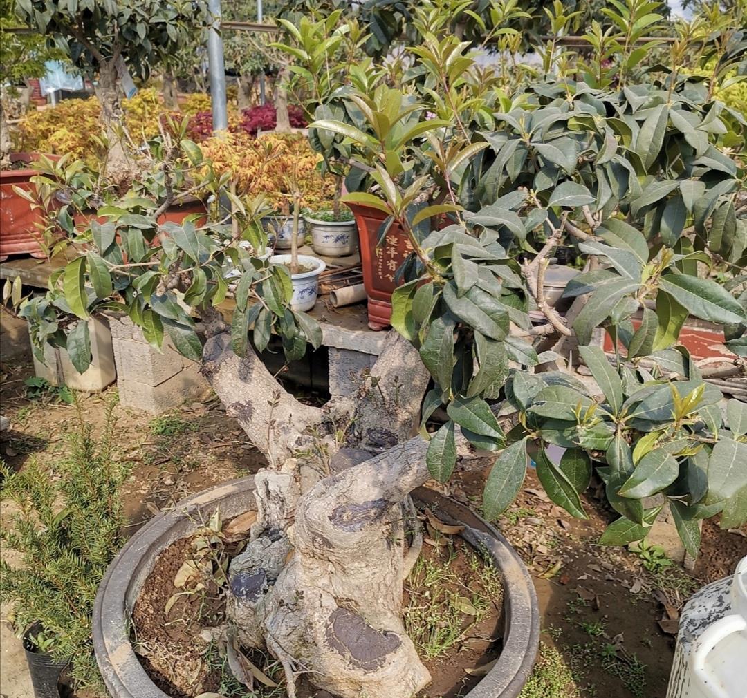 桂花开始发芽,做好4件事,长得枝叶繁茂,花期开花更多