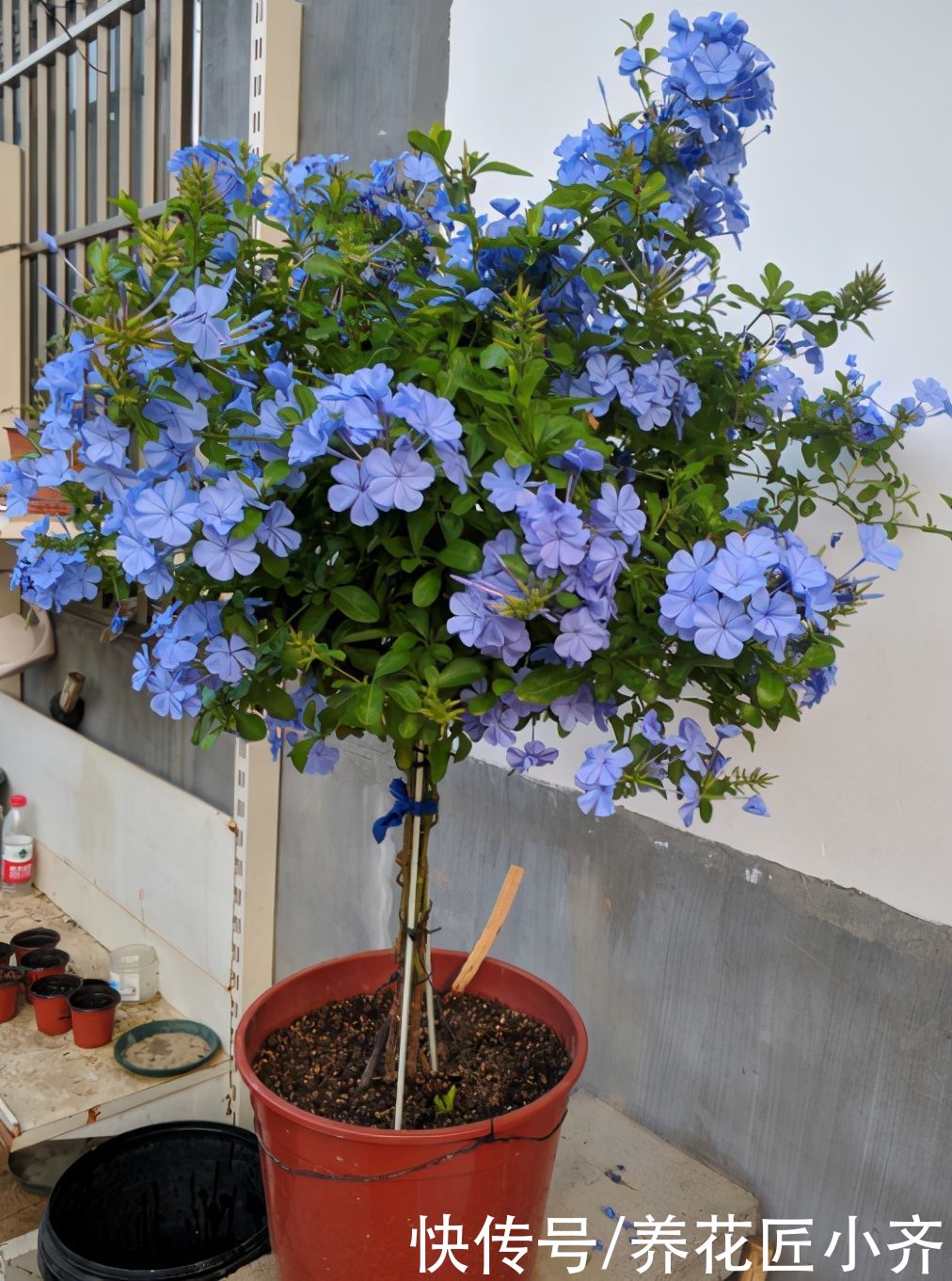 肥料|家中常见的6种花，想要夏季花开不断，不要吝啬光照，使劲晒