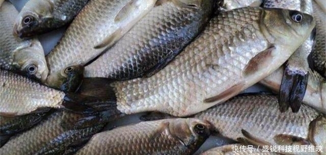 黄金时间段|天热鲫鱼很难钓？老钓友一般都这样操作，照样连竿上鱼