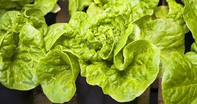 阳台上种上一盆这些蔬菜,不用买菜还能当花赏,快来种一盆