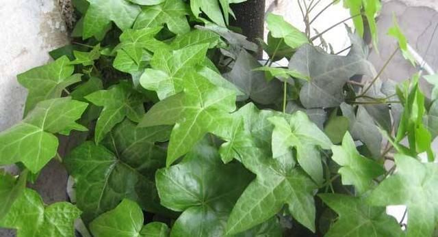 “3种花”养客厅,大气、上档次,吸“甲醛”效果好,空气清新