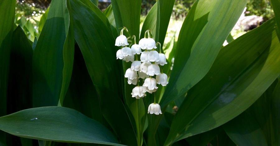 水仙|3组相生相克的植物,放在一起养不好,你要注意这个