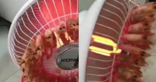 你见过哪些奇葩的做饭方法 网友 我妈用洗衣机做饺子!