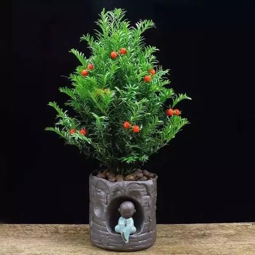 人称“植物大熊猫”,净化空气促健康,注意这5点红豆挂满枝!