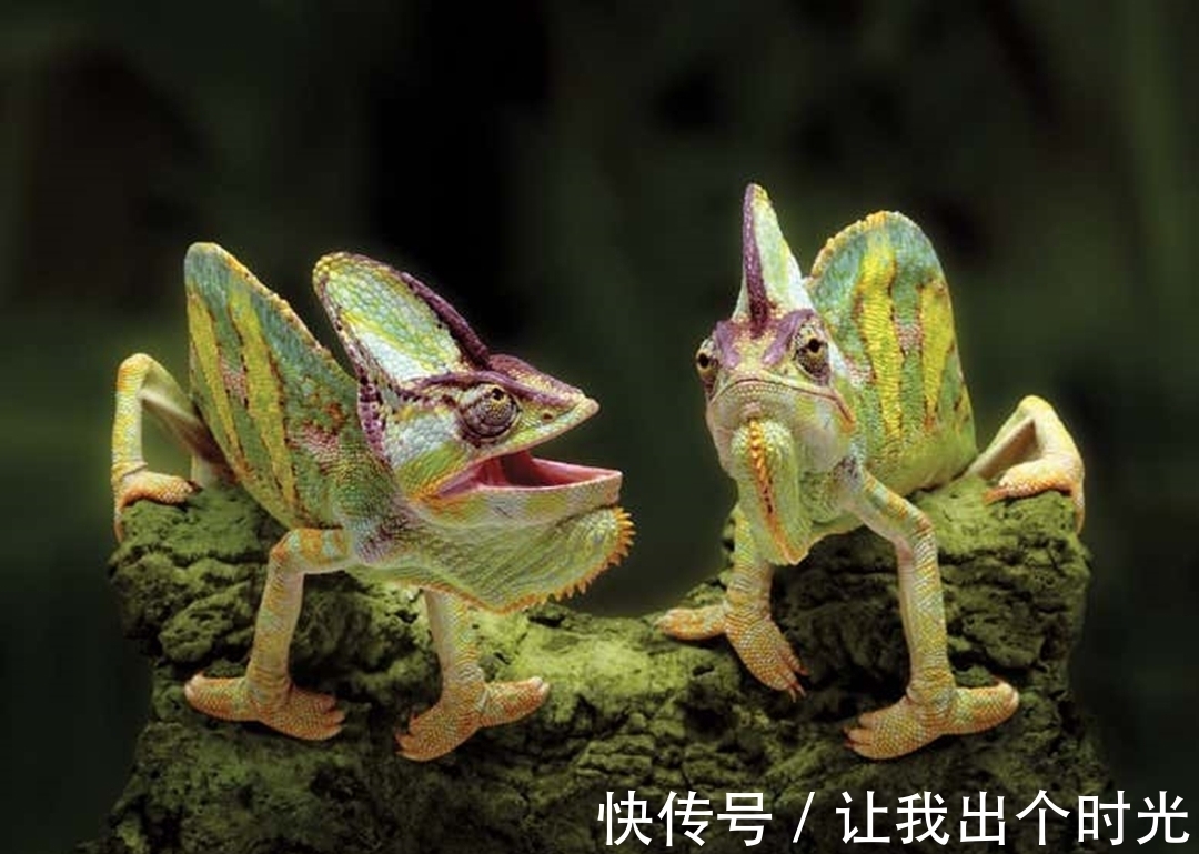 纳米晶体|变色不是为了“伪装”?而是交流和控制体温,动画片都是骗人的