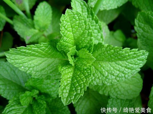 香草|这3种花“病菌”，家里放几盆，老人小孩不易生病，聪明人养很多