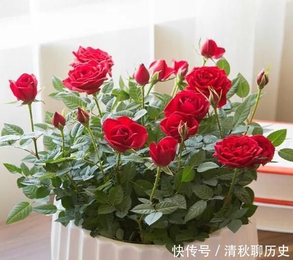 是灌根好?还是喷叶子好?“磷酸二氢钾”你用对了吗?