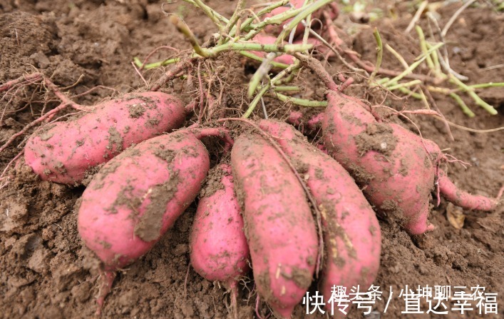 此物|吃完红薯一小时内,不能碰此物,许多人还不清楚,早知早受益