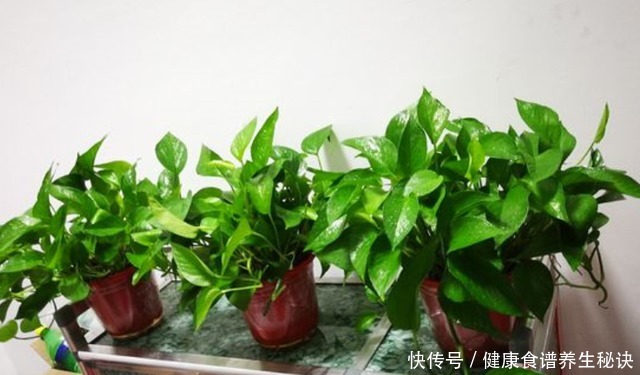 不会养绿萝,教你几个“小技巧”,叶片油绿肥厚,蹭蹭长满盆!