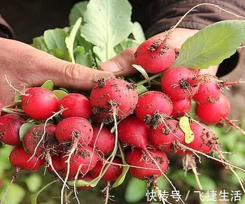 萝卜|从日本引进的“萝卜”长相似樱桃,一口一个,你吃过吗