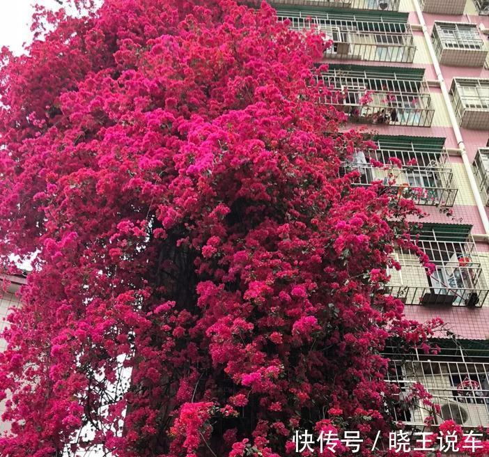 大约到冬季,三角梅做“3件事”,冰天雪地里,一样爆大花